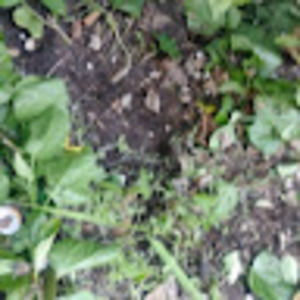 Meet your Posher, Nelly